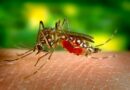 Malaria Death Toll Hits 376 As Cases Reach 139 925