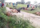 Farmers urged to destock cattle as recent rains may worsen drought