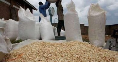 Zimbabwe Has Chewed US$43,7 Million On Maize Imports In Just One Month