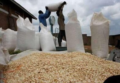 600,000-tonne grain reserve, drought insurance as Zimbabwe braces for El Niño 600,000-tonne grain reserve, drought insurance as Zimbabwe braces for El Niño