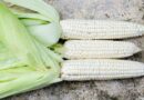 El Nino may see first South Africa white-corn imports since 2017