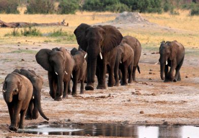 Man trampled to death by elephant in Victoria Falls