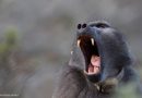 Gay baboon rapes men in South African village