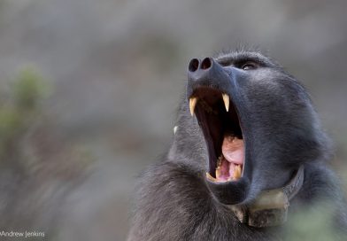 Baboons invade Bulawayo