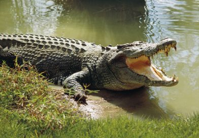 Fisherman dies after crocodile attack in Binga Fisherman dies after crocodile attack in Binga