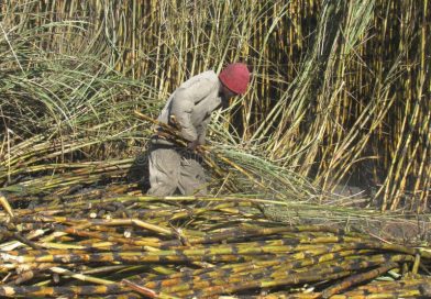 President Mnangagwa to launch sugarcane title deeds in Chiredzi President Mnangagwa to launch sugarcane title deeds in Chiredzi