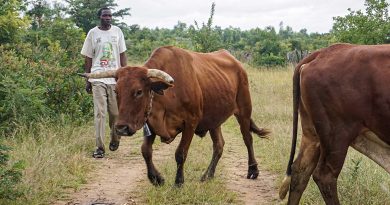 Masvingo widow duped 4 cows while trying to secure two places for her daughters at Silveira hospital nursing school