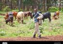 Stray livestock owners to face full force of the law