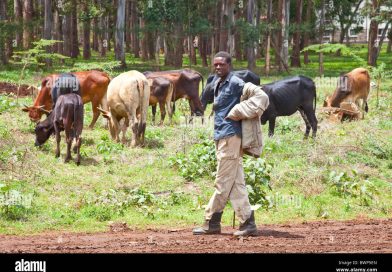 Mother floored as family fights over ngozi cattle