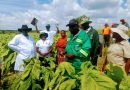 Allied Tobacco Farmers 4ED Hosts Successful Field Day in Hurungwe East- Mashonaland West.