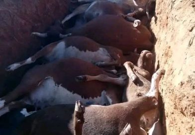 Hundreds of cattle die in Shurugwi as government fails to provide dipping chemicals Hundreds of cattle die in Shurugwi as government fails to provide dipping chemicals