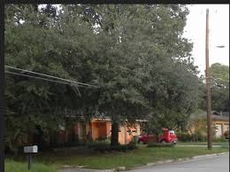 ZETDC Urges Customers To Trim Trees Encroaching Overhead Power Lines