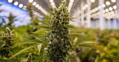 Zim moves into cannabis pharma production