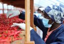 Zero tariffs forge stronger China-Africa partnership toward shared prosperity