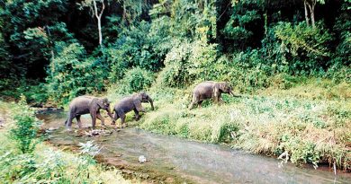 China’s biodiversity conservation drives global action China’s biodiversity conservation drives global action