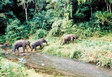 China’s biodiversity conservation drives global action China’s biodiversity conservation drives global action