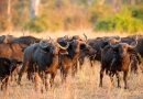 Buffaloes escape game park in Sanyati