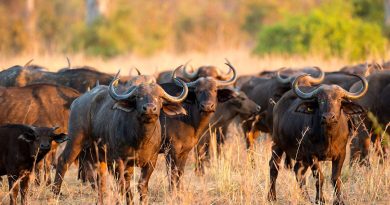 Buffaloes escape game park in Sanyati