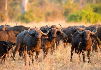 Buffaloes escape game park in Sanyati