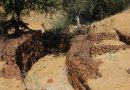 Community Heals Land and Spirit After Cyclone Eline
