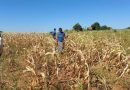 Government scales up preparations to fight envisaged drought Government scales up preparations to fight envisaged drought
