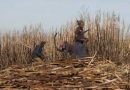 Expulsion Of Undocumented Workers Hits South African Sugarcane Farmers