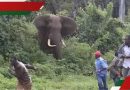 Man killed in elephant attack at Spurwing Island as human-wildlife conflict surges in Zimbabwe