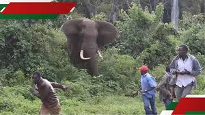 Man killed in elephant attack at Spurwing Island as human-wildlife conflict surges in Zimbabwe